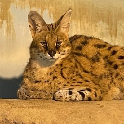 猫太朗さんのプロフィール画像