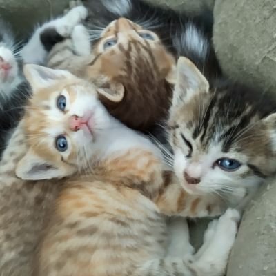 #野良猫 すず が2021年9月に#子猫 を五匹連れて来て 巣立たなかったルナ♂ リン♀ 2022.4 リンが 春に 三匹 秋に四匹 仔猫を産んで #猫 と #オヤジ の生活のスタートです
ココ♂とコハク♀は、マンホールの中で泣いてるのを 救助しました
無言フォロー歓迎です