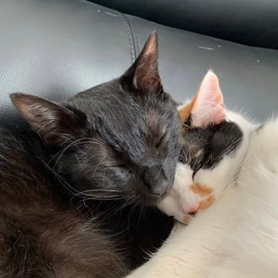 7😺1🐶と暮らし個人で保護猫活動中🍀 全盲猫