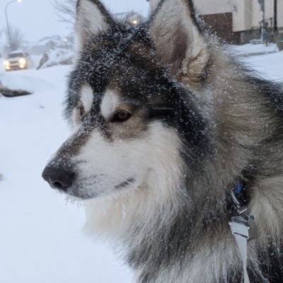 Just another tech guy on Twitter. Malamutes are really the best dogs!