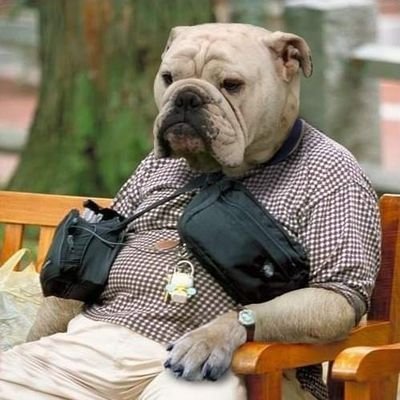 SalopsF's profile picture. Shropshire! British and Proud.

Tory member, but allegiance now with Reform. 

Pet lover, with multiple pets indeed.