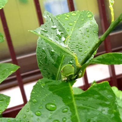 眞島さん好きのアラフォー。わたるんでハマり政宗で沼。家事育児の合間に眞島さんを追いかけてますがなかなか追いつかない。無言フォロー失礼します。