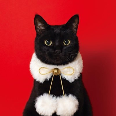 aa_tung's profile picture. 