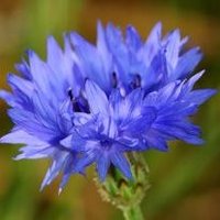 DG Farmer (@miss__tree) 's Twitter Profile