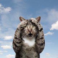 . (@muffin_ysma) 's Twitter Profile Photo