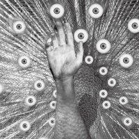 FallopianDiscoForce (@fallopiandiscof) 's Twitter Profile