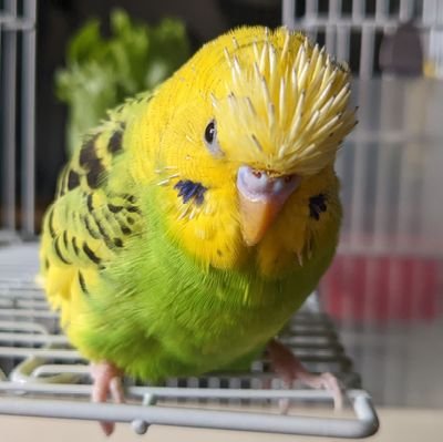 セキセイインコとコザクラインコ1羽ずつ飼ってます☆

名探偵コナン好きです♪
新幹線・京阪が好きな撮り鉄です。

ポストの中身は鉄道関連の事が多め、その他色々です(リポスト多めな時あり)

📷：ニコンD5500

よろしくです✨

【モデルナ製3回、ファイザー製ワクチン2回　合計5回接種済】