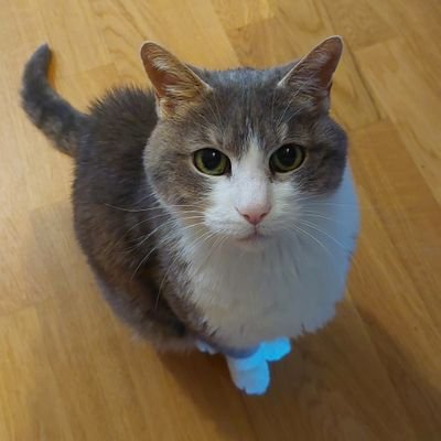 Gentil potichat qui aime le pâtéthon, pattouner et reclamiauler.
Minoustre du pwalettage des humains.
Chamoureux de @GgggLuska