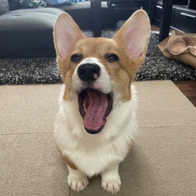 malily112's profile picture. 2022年10月27日うちにコーギーがやってきた。2022年7月1日生まれ香川県出身の紋次郎くんです。私はコミュ障です。お酒とチバユウスケとソフトバンクホークスとゲームすき