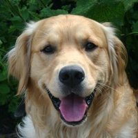 Pip the Golden Retriever(@PipTheDog5) 's Twitter Profile Photo