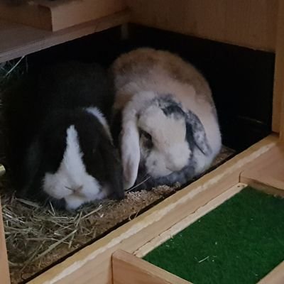 Falada78's profile picture. Krankenschwester, großes Herz für liebe Menschen und die Natur. 200% Kaninchen-Mama. Weihnachten jeden Tag im Herzen.