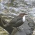 The Dipper Of The Glen (@glenkingfisher) Twitter profile photo The Dipper Of The Glen (@glenkingfisher) Twitter profile photo