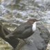 The Dipper Of The Glen Profile picture