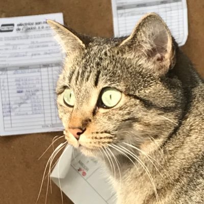 Rajmuig's profile picture. 🤷🏼‍♂️