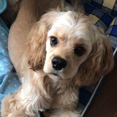 hakuu_grandblan's profile picture. グラブル 犬 アニメ 美味しい食べ物等、基本的に日々徒然好きなものに囲まれてひっそりにんまりゆっくりしている。※犬の写真はたまに上げますが犬専用垢ではありません、ただのオタクの雑多垢です