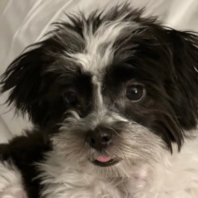 KStrimple's profile picture. 