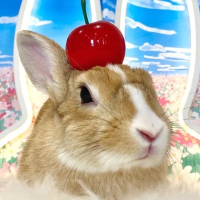 wtsgsk__'s profile picture. 11.5日に3ヶ月のミニウサギお迎えしました🥰 本垢はこちらになります @wtsgsk_