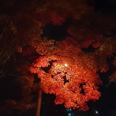 BrunoGi33691052's profile picture. 