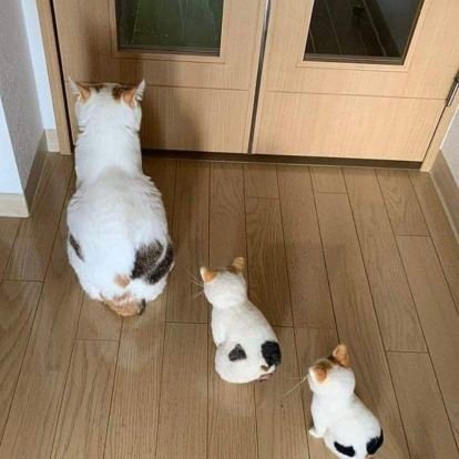 ComYangml's profile picture. 😶