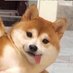 名侦探大P (@kingpengc) Twitter profile photo 名侦探大P (@kingpengc) Twitter profile photo