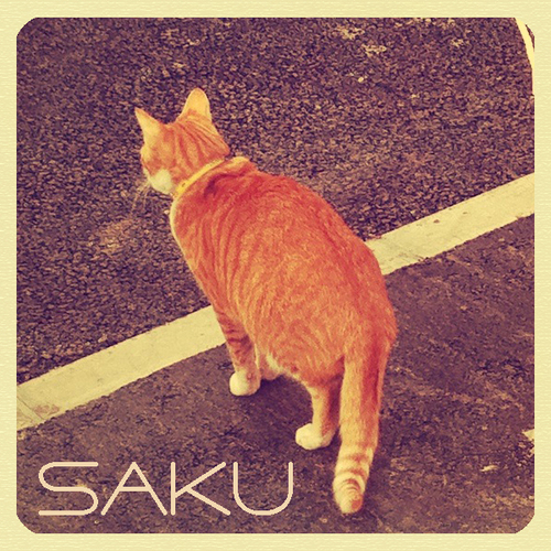 sakuさんのプロフィール画像