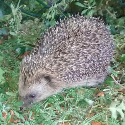 ahwdoherty's profile picture. Metadata Specialist