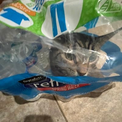 Joii_R6's profile picture. Barely play siege anymore fr | Automotive Engineering | Basically only do stuff with/talk about cars now 🚗