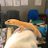 Gekko_gecko3743