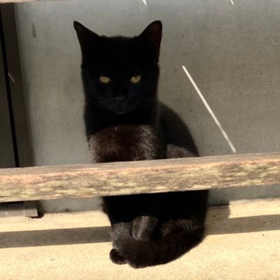 趣味垢◎漫画ﾃﾞﾃﾞﾆアニメ◎ユーリ沼にハマる→新しい扉開く◎成人済30↑◎YOIじゅ(推:5🐯、🐯右固定)HQ(侑日及日雑多)ﾂｲｽﾃ◎読む専◎無言フォロー失礼します