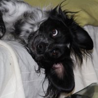 die Terrorgruppe (@gloreichesieben) 's Twitter Profile Photo