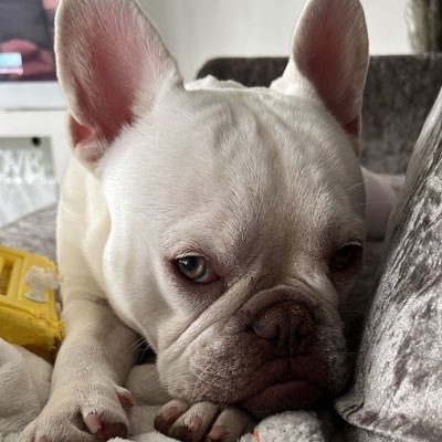 nikiheigho's profile picture. 