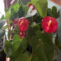 🌿Plantaddix (@plantaddix1) 's Twitter Profile