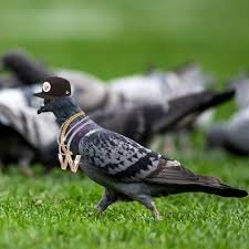 Lead pigeon of the Pittsburgh Pigeons that are taking over Acrisure. Creating a distraction to other teams so Steelers win!