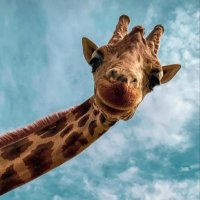 Ütopiya (@hacarbaylar) Twitter profile photo