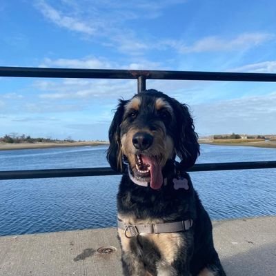 DieselHawk31's profile picture. 