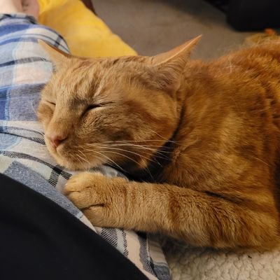 Mum and wife👨👩👦 Reading addict📚 TA👩🏼🏫cat lover🐈gardener🌱#booktwitter lover
⛔️No unsolicited DMs please⛔️