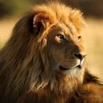 👑Abraham Lincoln👑 (@sobhan_samn) 's Twitter Profile