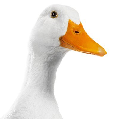 TheAnxietyDuck Profile Picture