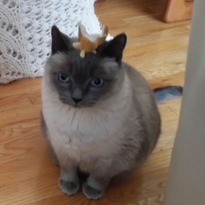 semiarid's profile picture. He/Haw