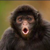 ada_monkey (@ada_monkey123) 's Twitter Profile
