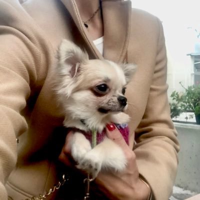 #Chihuahua #blogger/Longhair Chi #kennel owner #Digital creator #Dogdesign only ⬇️ https://t.co/7q5OiqflwZ