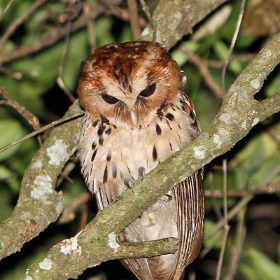 Barrista Owl Vtuber| Stream on @Twitch | #VtuberDebut | Socials : https://t.co/U1HV0wekPE | Model Mama: Incoming

Content Creator | Chill Owl