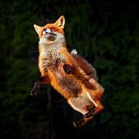floating fox (@bakerosharonu) 's Twitter Profile
