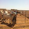 Dstoate's profile picture. Cattle producer in the Kimberley region of Western Australia.  
Advocate for primary production in Australia and around the world.