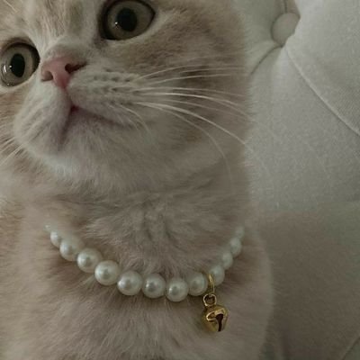 starrybez's profile picture. oh