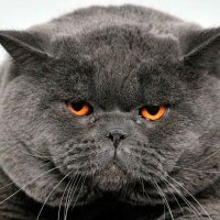 LaUriburu (@lauriburu) 's Twitter Profile