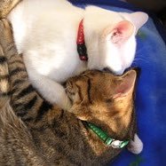 sleepCAT2さんのプロフィール画像