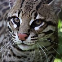 susie g (@susiekoollondon) 's Twitter Profile