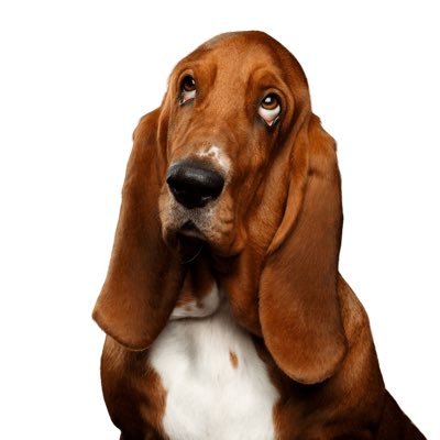 houndmom's profile picture. 