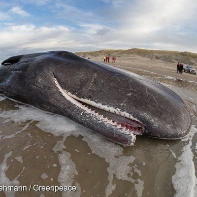 Conta a morte de animais marinhos